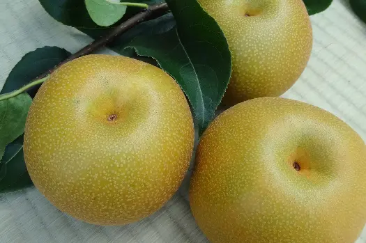 たかはし梨園 梨の栽培品種 幸水梨など6種類の日本梨を栽培 収穫し産地直送にて販売